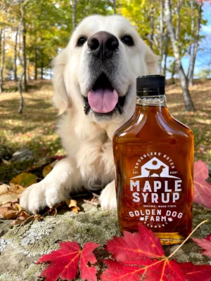 Yellow Lab of Golden Dog Farm with Maple Syrup Bottle