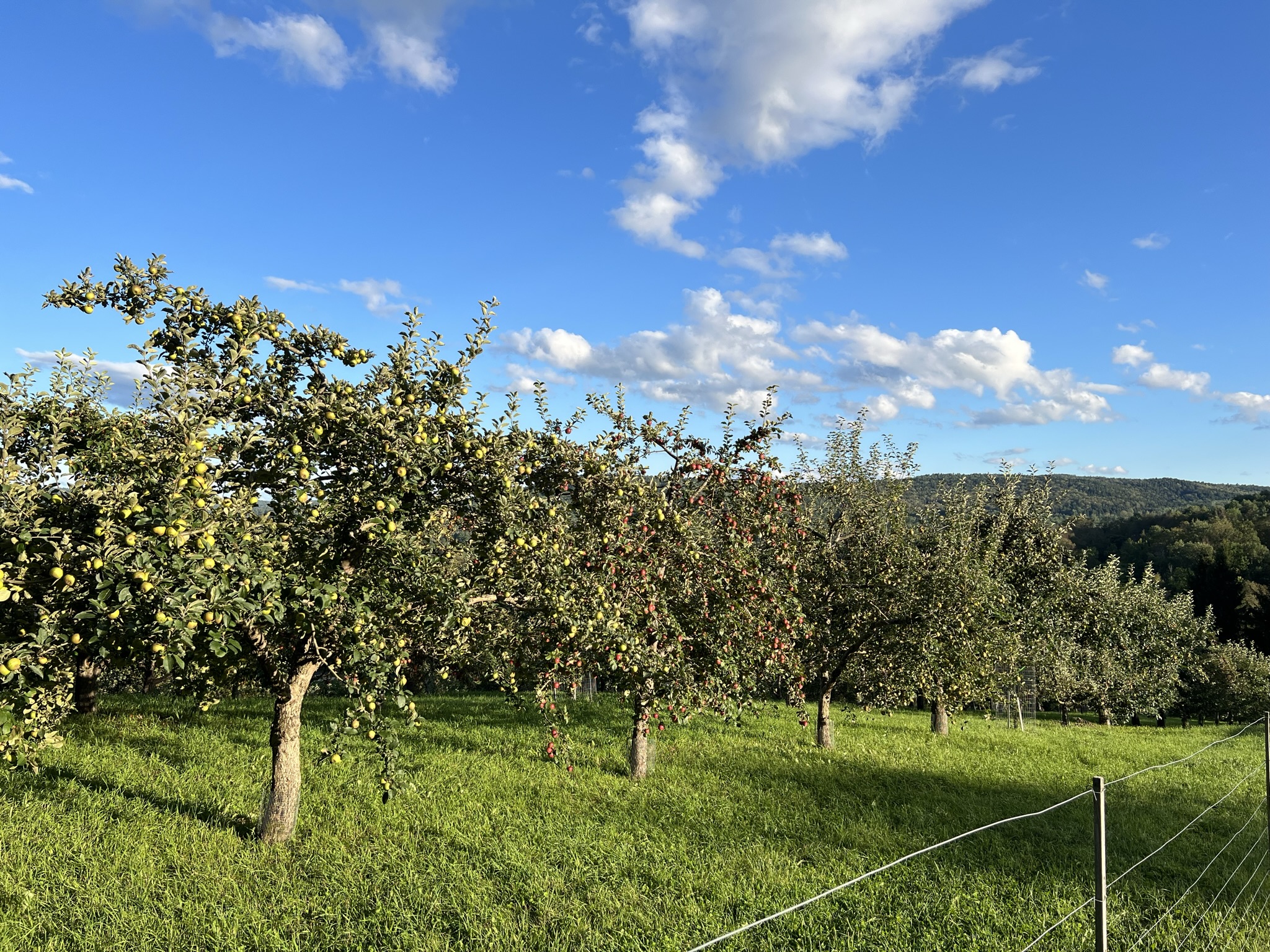 Whitman Brook Orchard in Quechee, Vermont