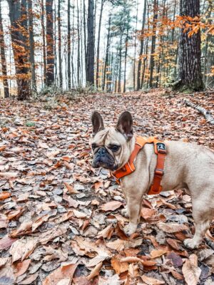 Dog Wearing Orange Harness in the Woods